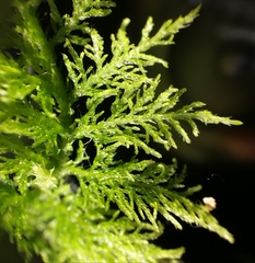 Thuidium tamariscinum