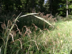 Brachypodium sylvaticum