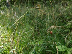 Brachypodium sylvaticum