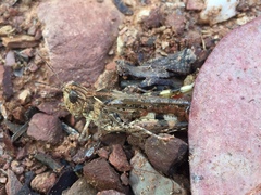 Pycnostictus seriatus