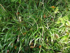 Brachypodium sylvaticum