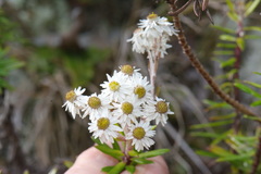 Anaphalioides subrigida