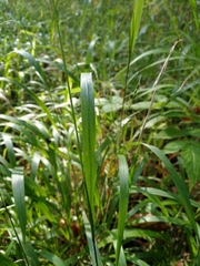 Brachypodium sylvaticum