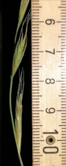 Brachypodium sylvaticum