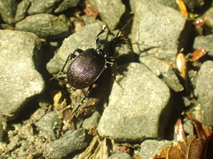 Sphaeroderus