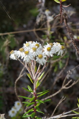Anaphalioides subrigida