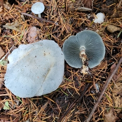 Clitocybe odora pacifica