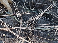 Thamnophis elegans hueyi