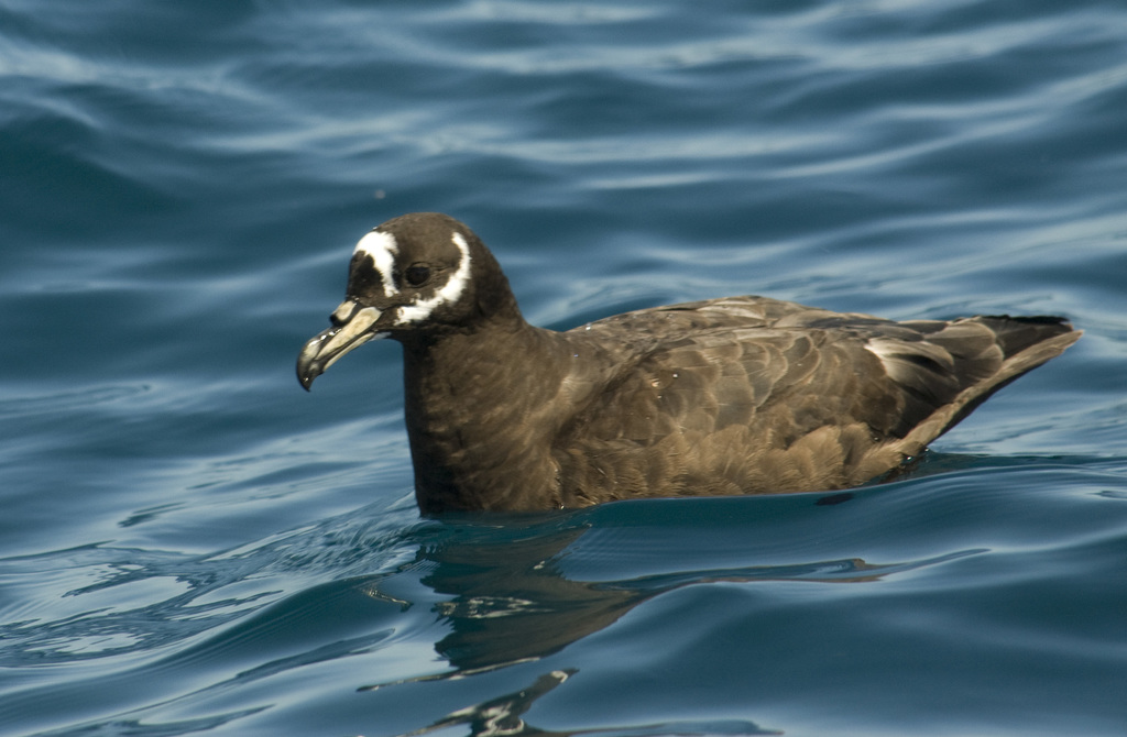 Spectacled Petrel photo