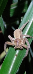 Heteropoda pingtungensis