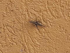 Acrididae