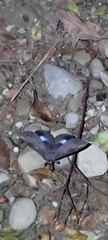 Ischyja manlia