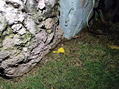 Coniophanes schmidti