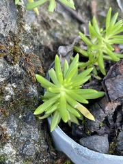 Sedum mexicanum