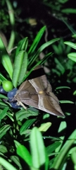Bastilla fulvotaenia