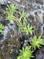 Sedum mexicanum