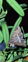 Ercheia