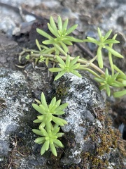 Sedum mexicanum