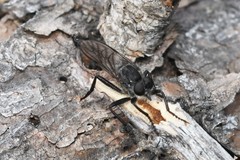 Rhadiurgus variabilis