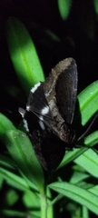 Ercheia
