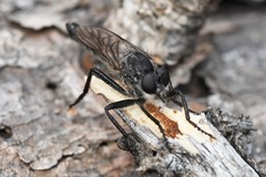 Rhadiurgus variabilis