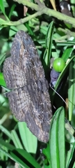 Anisoneura salebrosa