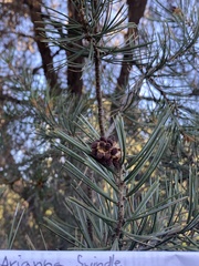 Pinus quadrifolia