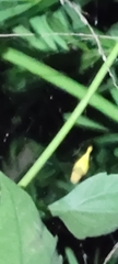 Arachnura melanura