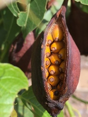 Brachychiton acerifolius