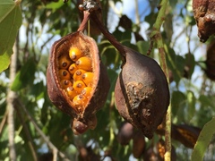Brachychiton acerifolius