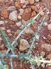 Condalia spathulata