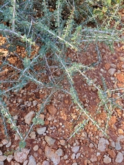 Condalia spathulata