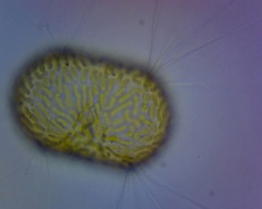 Corethron