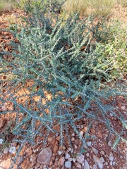 Condalia spathulata