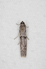 Homoeosoma vagella