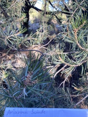 Pinus quadrifolia