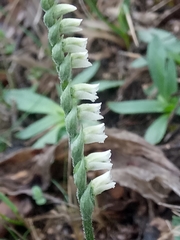 Spiranthes spiralis image