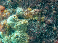 Bovichtus angustifrons