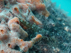 Bovichtus angustifrons