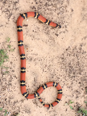 Lampropeltis annulata