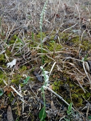 Spiranthes spiralis image