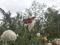 Danaus plexippus