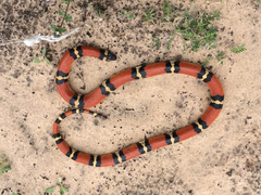 Lampropeltis annulata