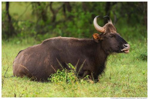 Gaur, photo 8 of 10