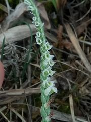 Spiranthes spiralis image