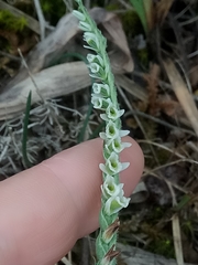 Spiranthes spiralis image