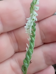 Spiranthes spiralis image