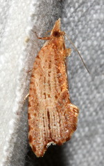 Glyphidoptera polymita