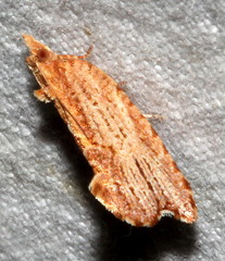 Glyphidoptera polymita
