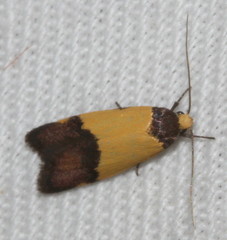 Heteroteucha kershawi